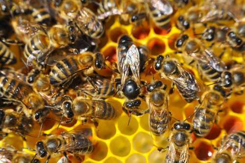 Honey bee queen on capped comb with attendant workers. The queen is much larger than the workers.