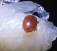 Varroa mite on a honey bee larva Varroa mite on a honey bee larva