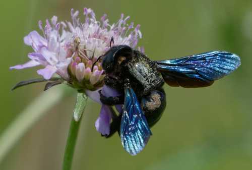 Violet carpenter bee, a large black bee, with an iridescent indigo-violet sheen to the body and wings.  Foraging on a pale lilac scabious flower. Violet carpenter bee, a large black bee, with an iridescent indigo-violet sheen to the body and wings.  Foraging on a pale lilac scabious flower.