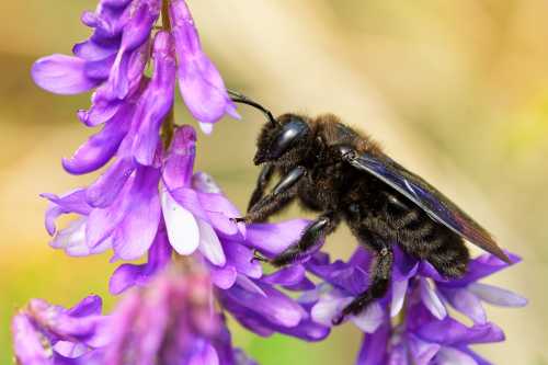Violet Carpenter Bee Xylocopa violacea on Tufted Vetch Plants (Vicia cracca)