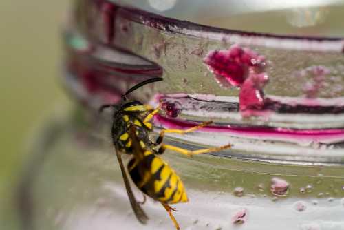 German Wasp, <i>Vespula germanica</i> German Wasp, <i>Vespula germanica</i> feeding at a sticky jar.