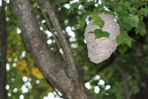 Een grijzig wespennest hangend aan een boomtak. wespennesten