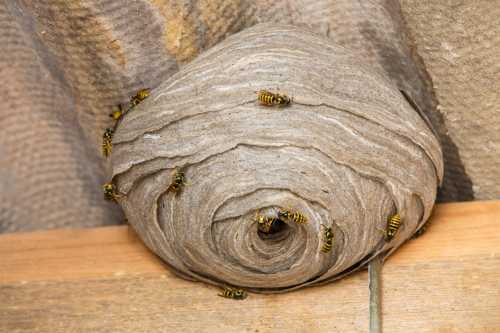 wasp nest on a ceiling