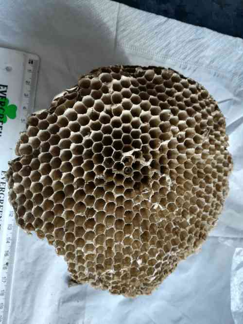 The Structure Of A Social Wasp Nest See Inside Learn How Theyre Made