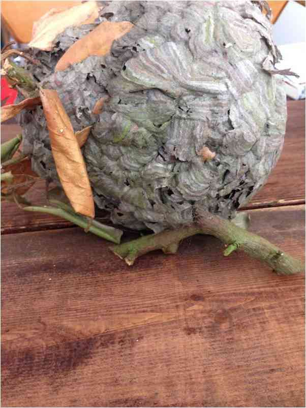 een wespennest dat bolvormig is, bedekt met lagen grijs papierachtig houtpulp dat door de wespen gemaakt is, en met nog wat takjes aan het nest vast.