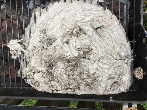 De bovenkant van het wespennest binnen in de barbecue. Afbeelding die de bovenkant van het grijsachtige, papierachtige wespennest binnen in de barbecue toont.