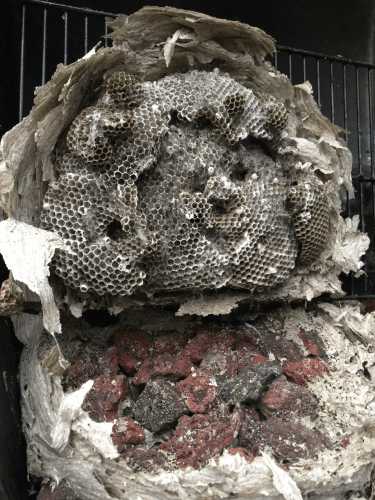 Binnen in het wespennest, de verbazende architectuur blootgelegd. Binnen in het wespennest, de verbazende architectuur blootgelegd, en je ziet ook wat oude barbecuekolen.