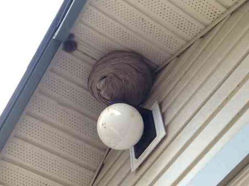Boven: Sociaal wespennest op Kellie's overhang van het dek. Ze koos ervoor het met rust te laten. Sociaal wespennest boven een lichtarmatuur op Kellie's overkapping van het dek.