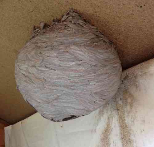 grijs balvormig nest hangend aan het plafond van een schuurtje
