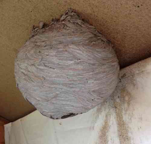 grijs balvormig nest hangend aan het plafond van een schuurtje grijs balvormig nest hangend aan het plafond van een schuurtje