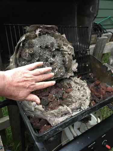 Deborah's hand bij het verlaten nest helpt om enig idee te geven van de schaal. Het nest is veel groter dan de hand.