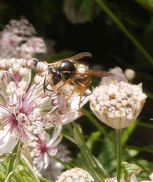 wesp op roze astrantia bloem wesp op roze astrantia bloem