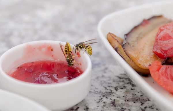 wasps eating jam from a small dish at a picnic table wasps eating jam from a small dish at a picnic table