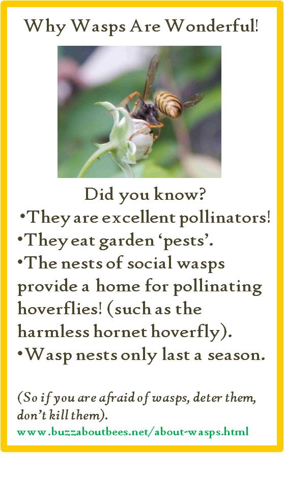 Are Wasps