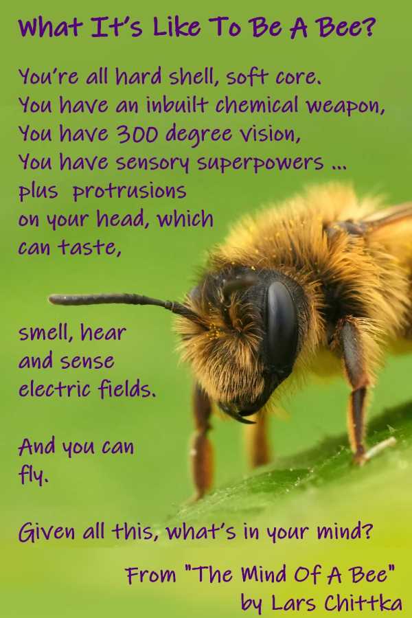 what its like to be a bee