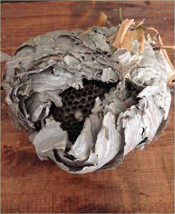 Structuur van een wespennest onthult zeshoekige nestcellen die allemaal samengepakt zijn, en met een buitenlaag die de papierachtige grijze cellen in een soort balvorm omhult.