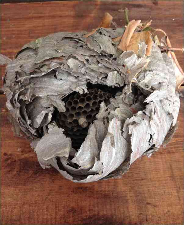 Wespen zijn magnifieke architecten! Structuur van een wespennest onthult zeshoekige nestcellen die allemaal samengepakt zijn, en met een buitenlaag die de papierachtige grijze cellen in een soort balvorm omhult.