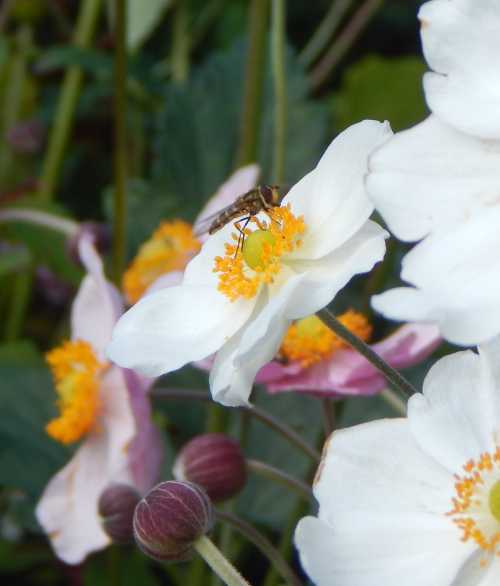 Hover fly on white Japanese anemone. Hover fly on white Japanese anemone.