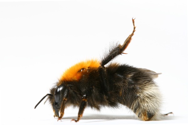 why do bumble bees raise their leg -  response to threat