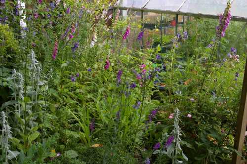 Gardening for bees in small spaces