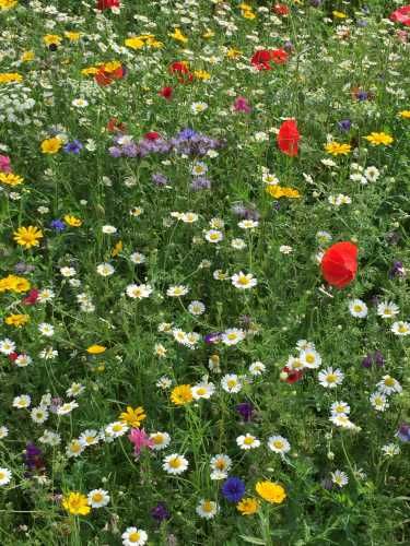 How to Install a Native Wildflower Meadow - GATHER & GROW