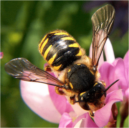 Anthidium manicatum, Wool Carder Bees can look similar to wasps, depending on the amount of yellow on the body. Anthidium manicatum, Wool Carder Bees can look similar to wasps with its yellow and black markings.  Wool carders with more vibrant yellow tend to look quite like wasps. Foraging on a pink flower.