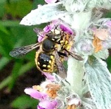 Wool carder bee Wool carder bee