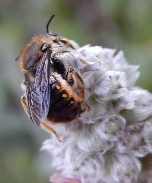 Megachilidae: Carder Bees (Anthidium spp.), Hortsense