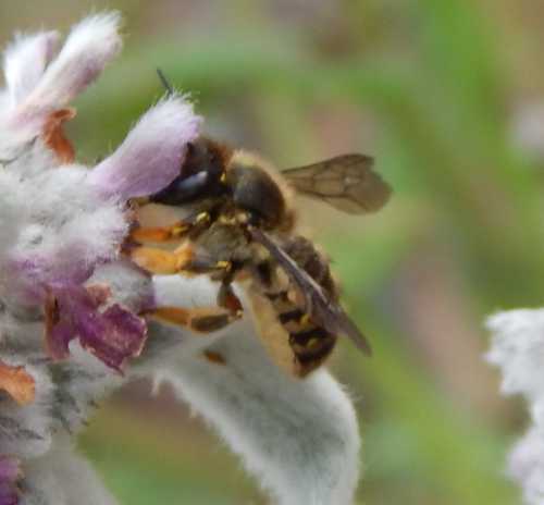 European wool carder bee  College of Agricultural Sciences
