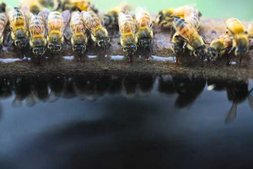 honey bees drinking water honey bees drinking water from a bird bath