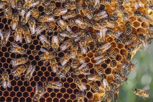 worker honey bees on comb