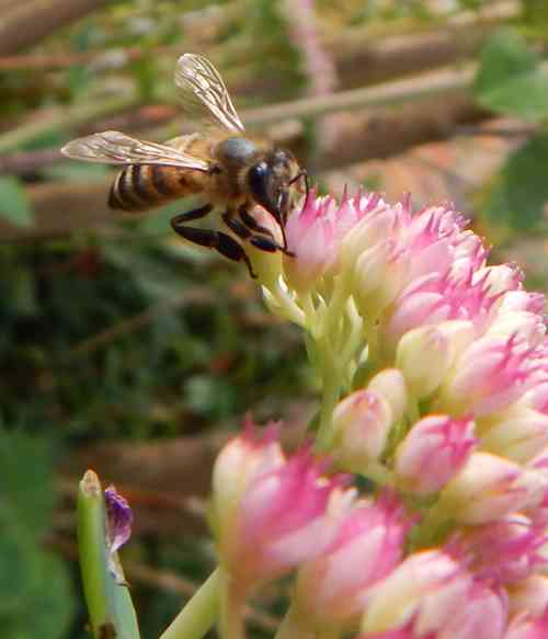 Bees Can Detect Bombs