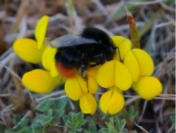 Bee Nest Removal And Blebee Nests