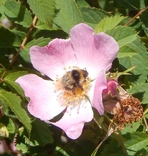 Which Roses Do Bees Like?