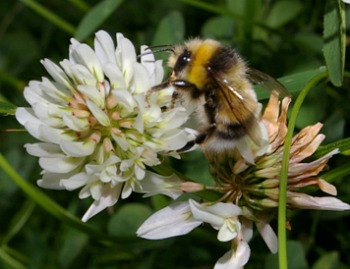 Bee Nest Removal And Blebee Nests Additional Resources For Moving Blebee Nests