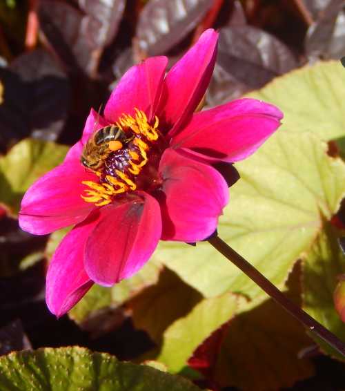 Which Dahlias Do Bees Like?