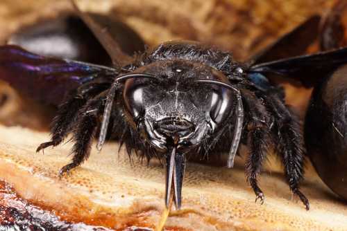 A <i>Xylocopa valga</i> with its tongue sticking out, and an egg or cocoon behind her. A <i>Xylocopa valga</i> with its tongue sticking out, and an egg or cocoon behind her.