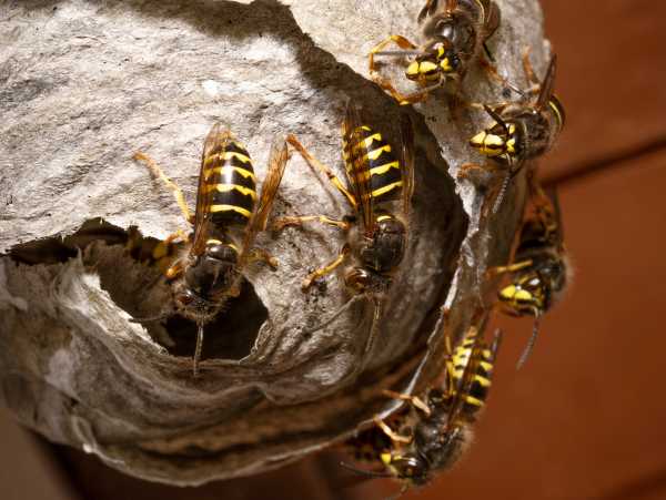 The median wasp (Dolichovespula media) macro. Wasps on the nest surface
