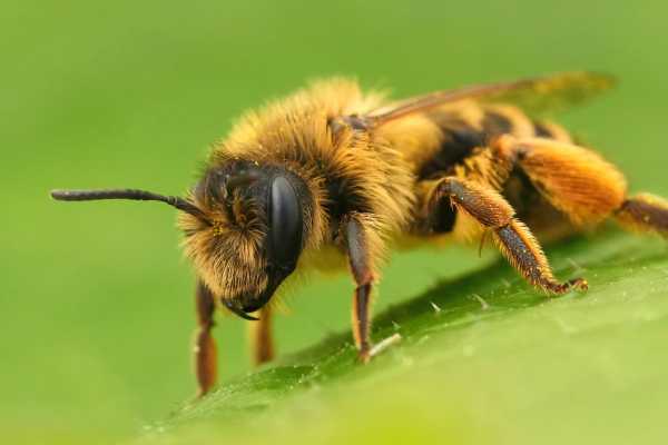 female Yellow-legged mining bee, Andrena flavipes perched on a leaf