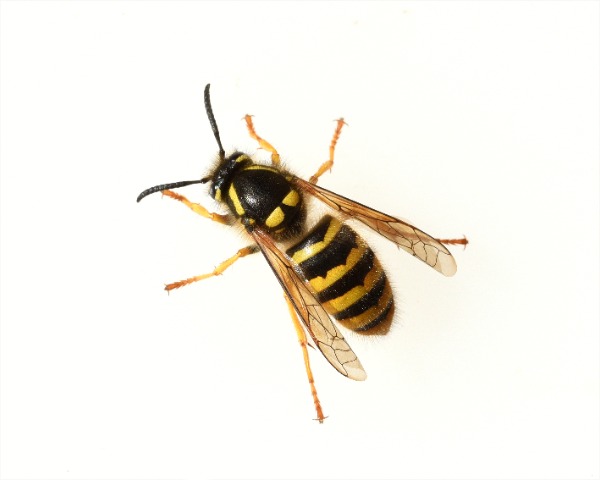 Wasps And Yellowjackets And Their Nests I What Is A Yellowjacket?