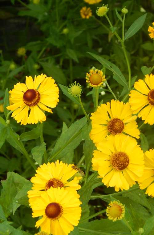hover fly on a yellow sneeze weed flower, among a group of flowers hover fly on a yellow sneeze weed flower, among a group of flowers